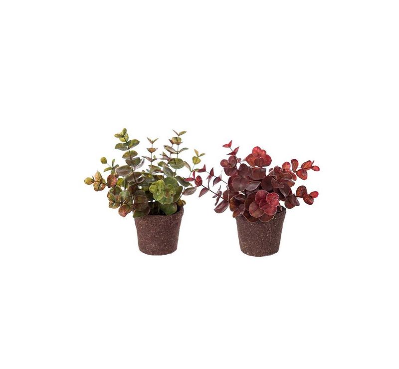 Eucalyptus 14 cm